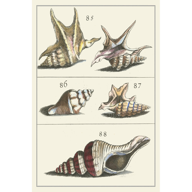 Seashell Menagerie IV - Wrapped Canvas Painting, 122cm H x 81cm W x 3.8cm D