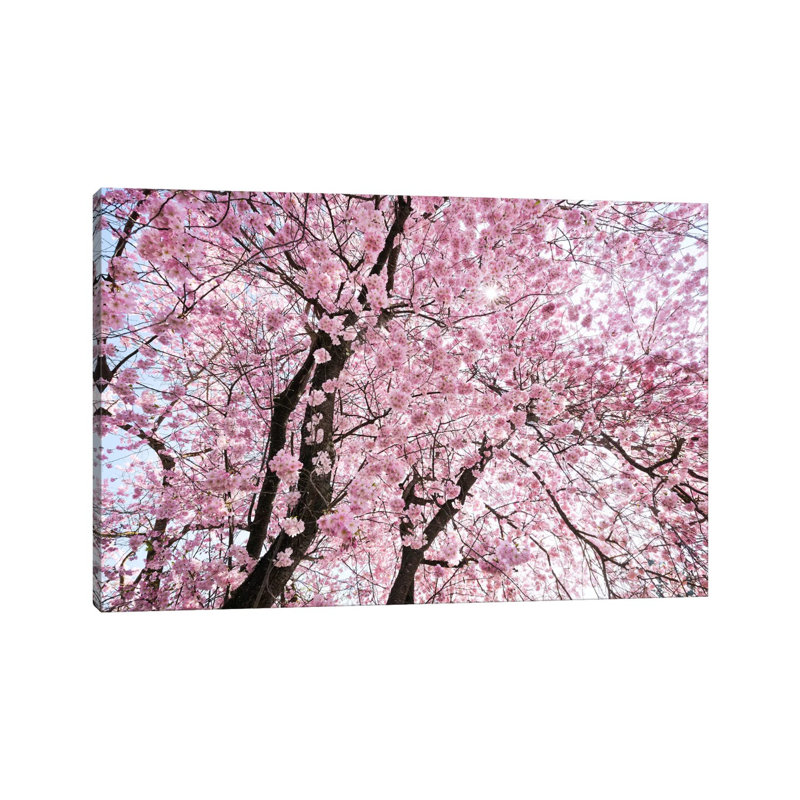 Cherry Blossom by Stefan Hefele - Wrapped Canvas Print, 101.6 cm H x 66.04 cm W x 1.91 cm D