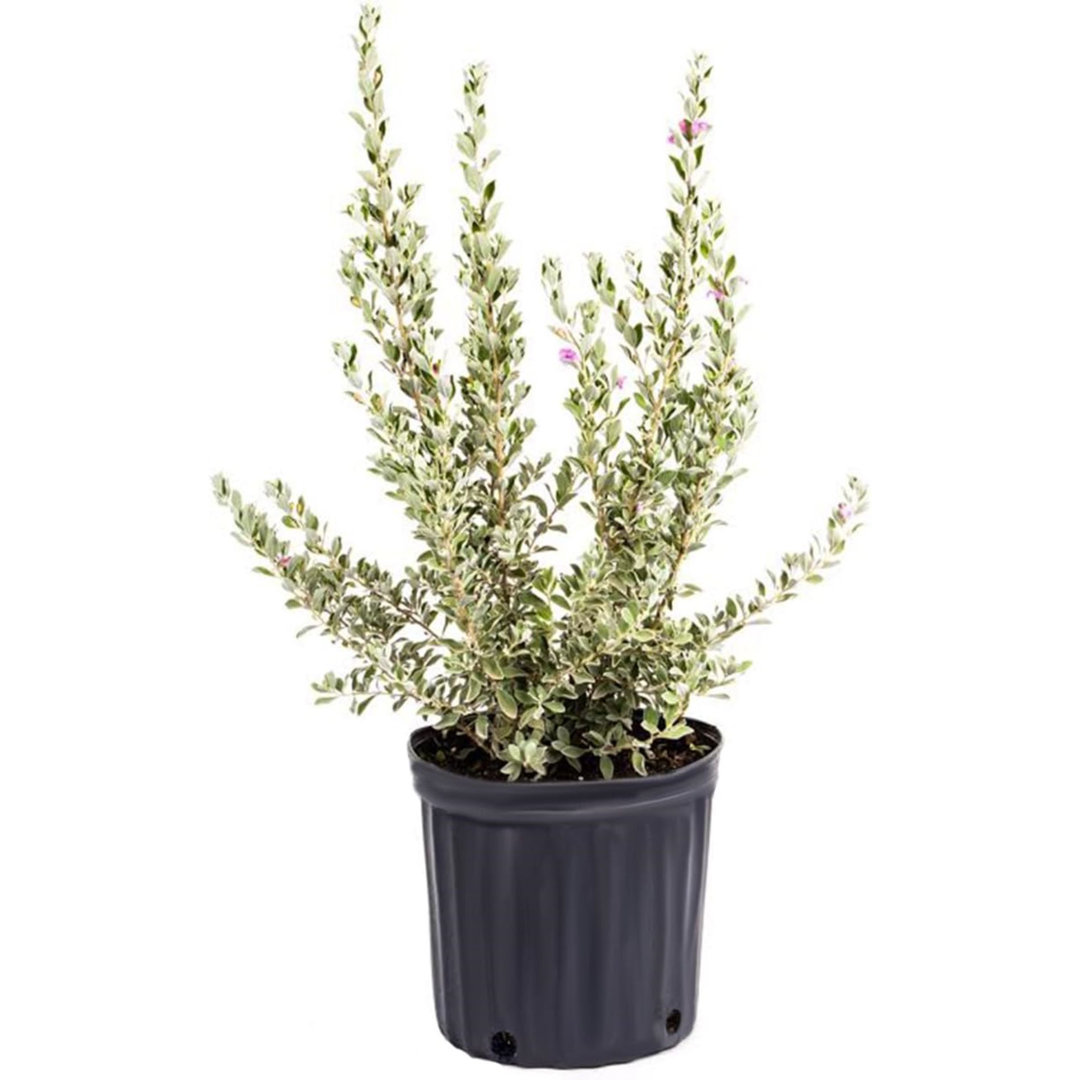 American Plant Exchange Texas Sage, Plant, 10-Inch, Large Flowering Shrub, Drought Tolerant, Live Outdoor Plant for a Stunning Landscape American Plant Exchange