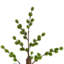 Arbre de Noël artificiel pin pin, 4 pi, non éclairé