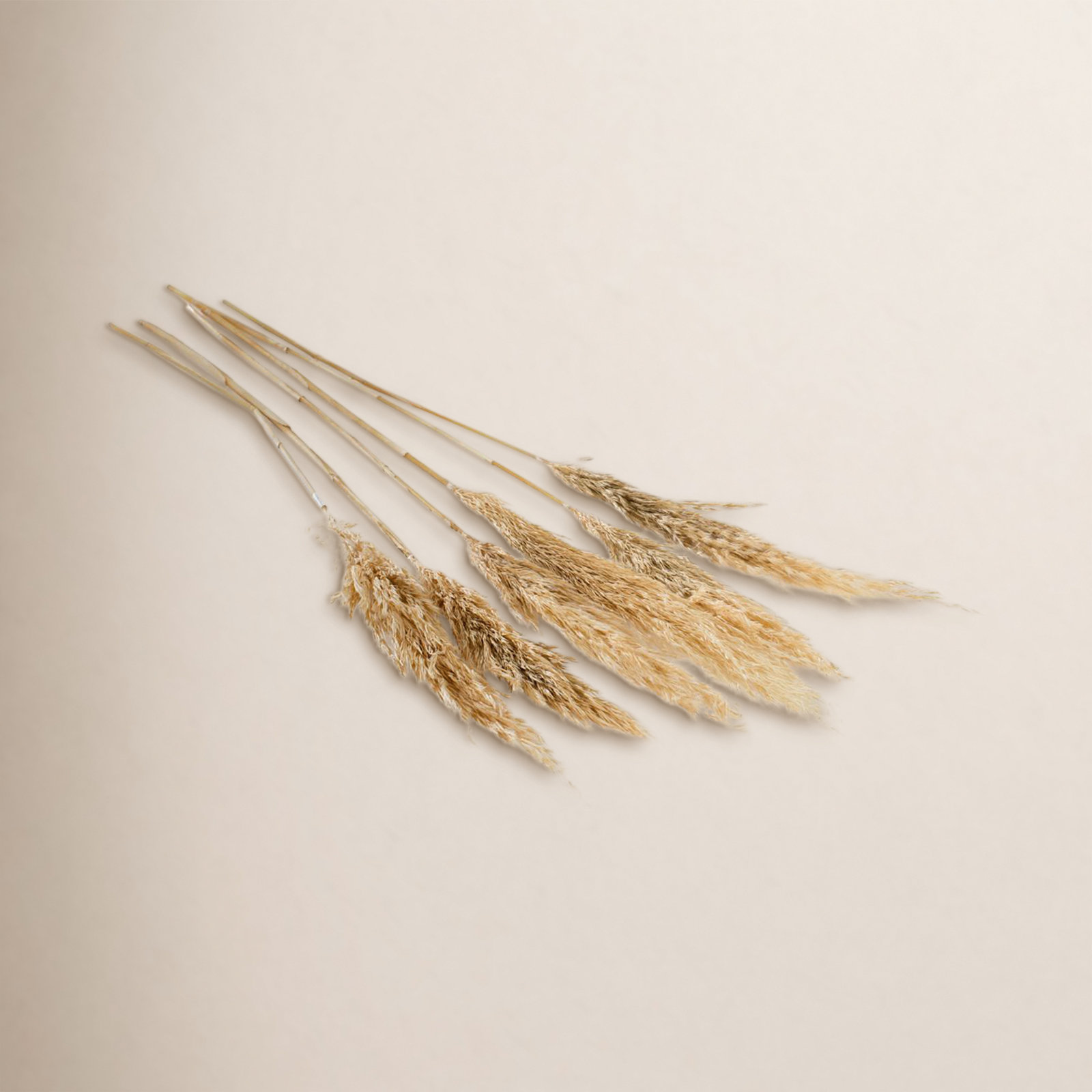 Mixed Assortment Stems, Tan