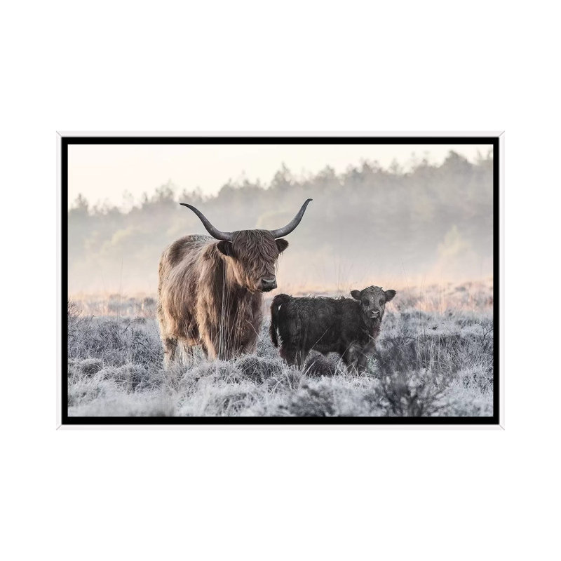 «Highlander and Calf», photographie, H 18 po x l 26 po x P 1,5 po, Toile blanche encadrée