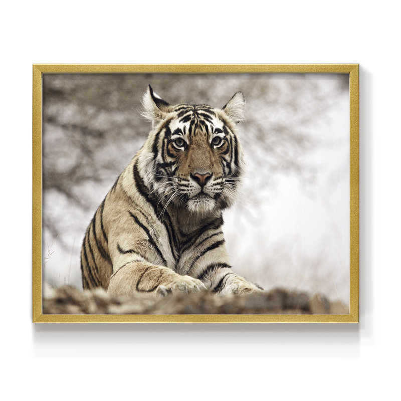 Royal Bengal Tiger -Framed Print - Restickable, 8" H x 10" W, Gold