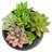 5.3'' Faux Succulent Plant in Ceramic Pot