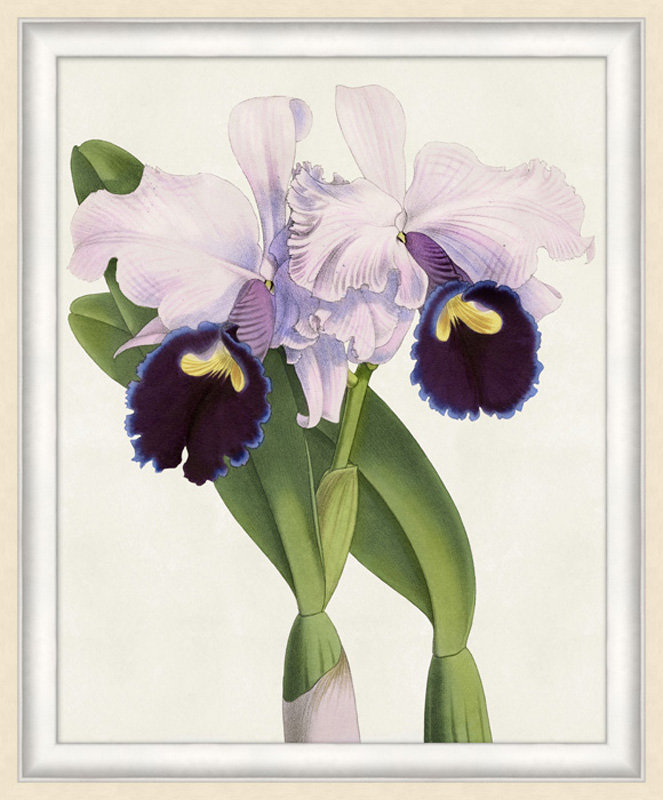 Orchid 3 Print