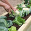 Kyler Raised Garden Bed-1578290622