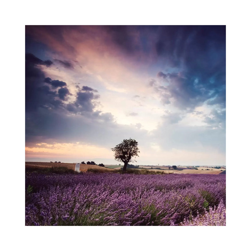 Tree In Lavender Field, Provence by Matteo Colombo - Wrapped Canvas Print, 66.04 cm H x 66.04 cm W x 1.91 cm D