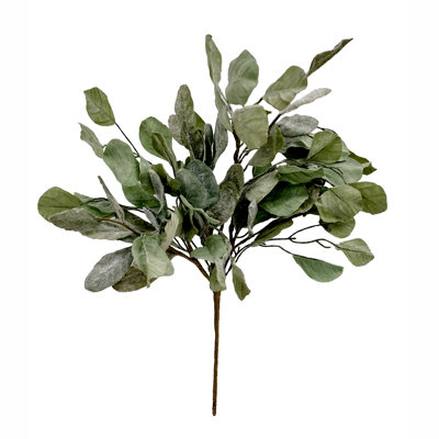 21 plantes
