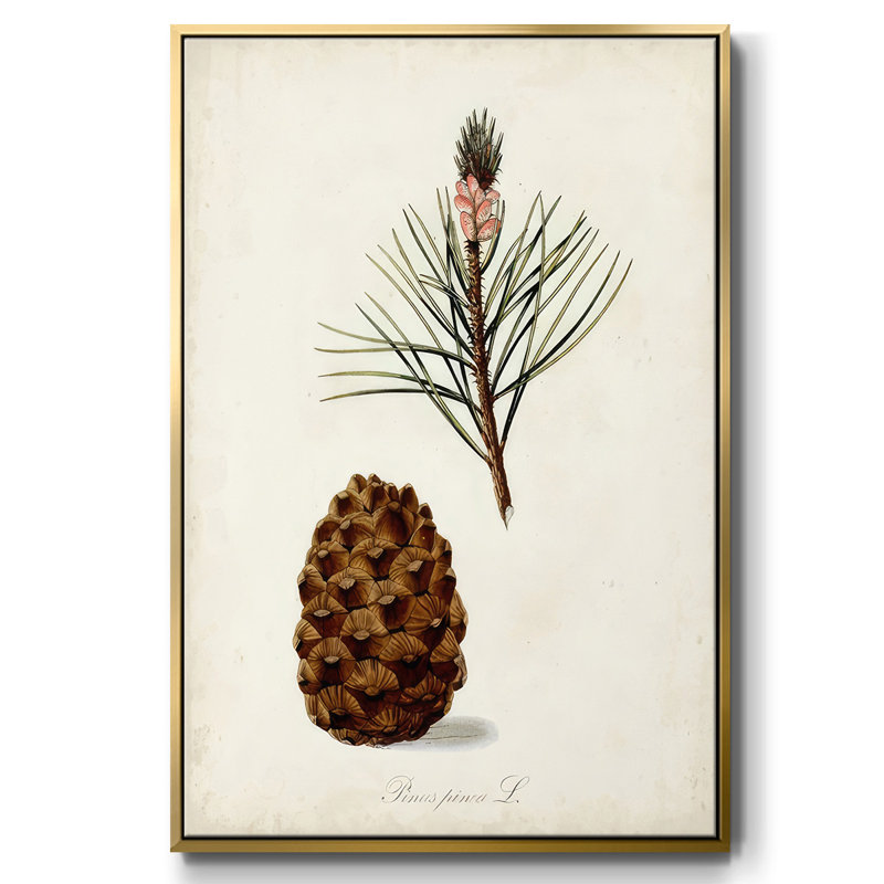Étude d'arbre antique V, H 41 po x l 27 po x P 1,5 po, Encadrement doré