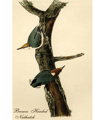 Nuthatch à tête brune par john audubon-impression d’art graphique