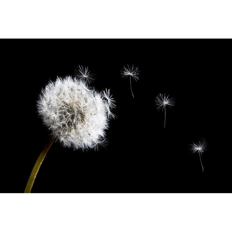 Dandelion by Sensay - Wrapped Canvas Print, 61cm H x 91cm W