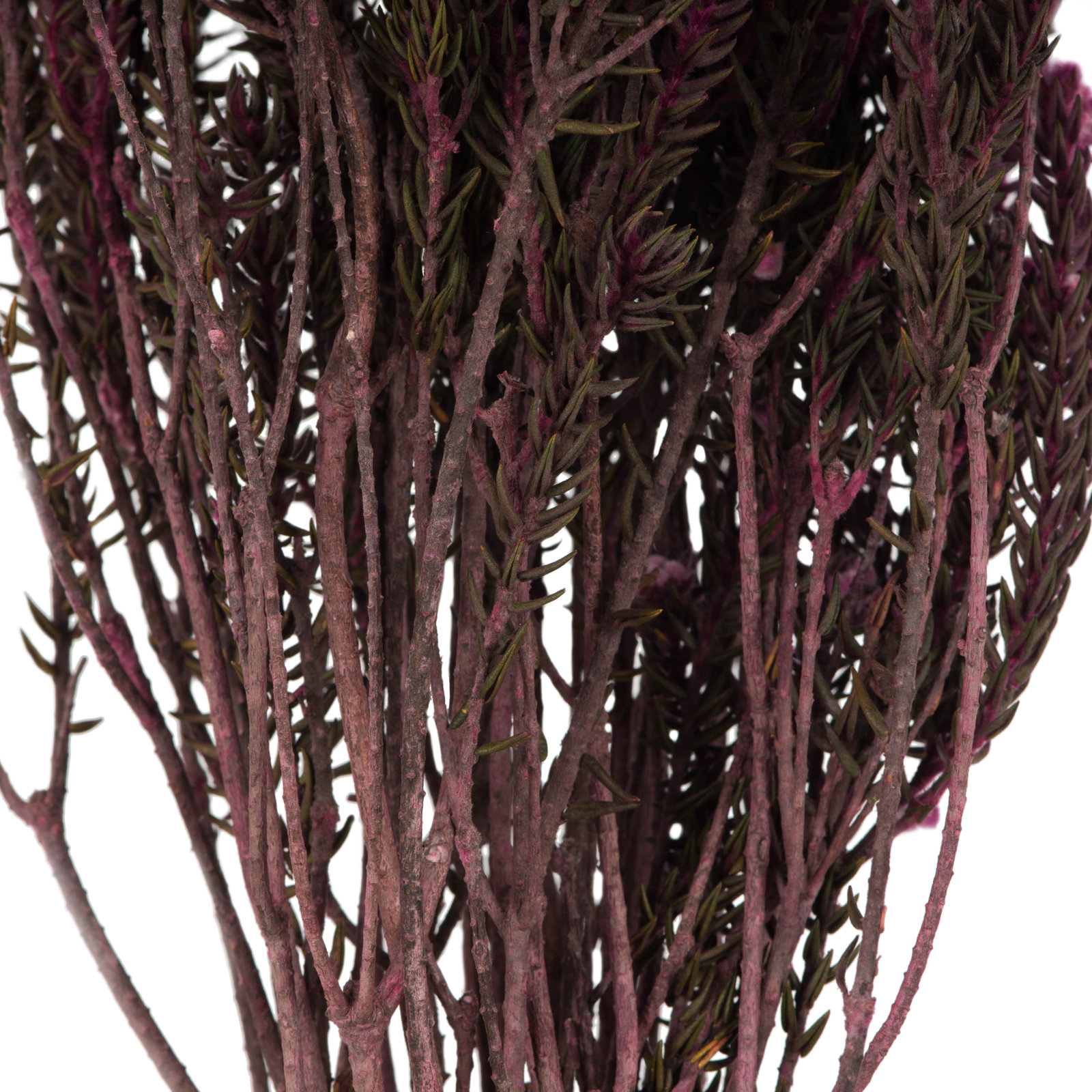 Vickerman 16" Cotton Phylica Plant, Purple Orchid