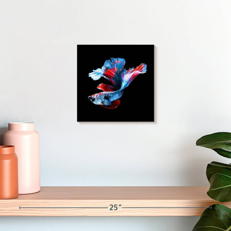 Brampt Elegant Betta Fish, 10" H x 10" W