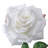 27"Just Cut Open Garden Rose-931911646