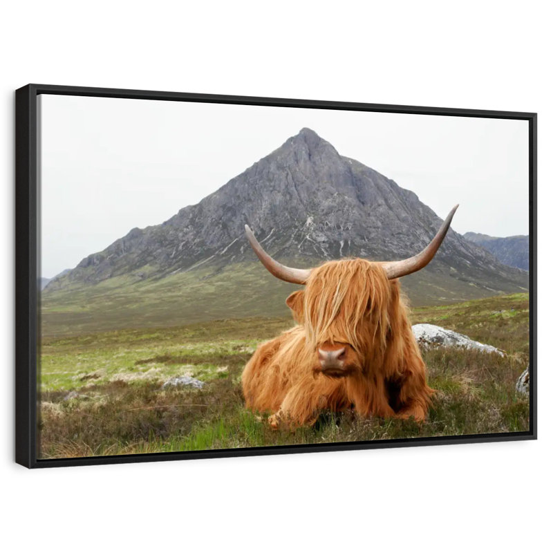 Highland Cow Serenity, Cadre flottant noir, 31 po x 21 po