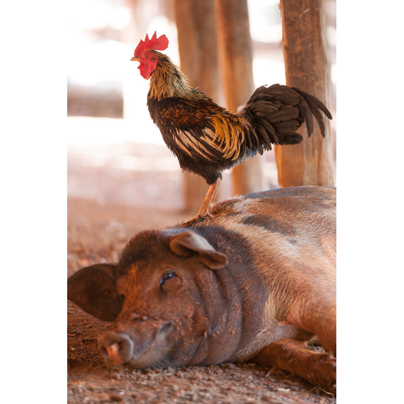 Black Pig And Cock by Kshatry - Wrapped Canvas Print, 46cm H x 30cm W
