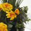 Marigold Medows en pot