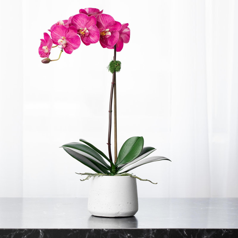 Orchid Floral Arrangements in Planter, White
