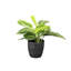 Live Lemon Lime Prayer Plant in Classic Pot-72624815