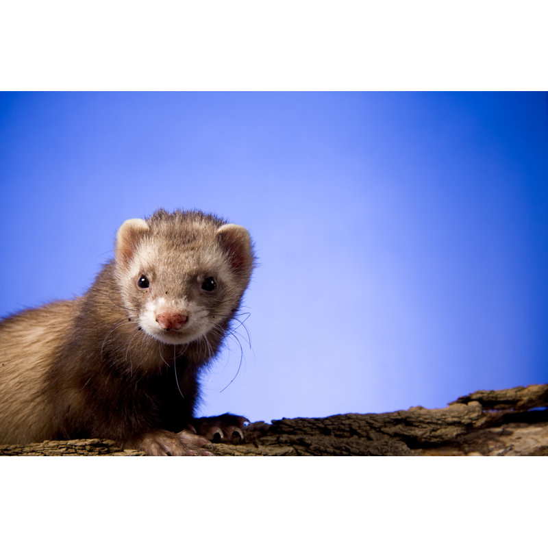 Furet sur une bûche par Jhayes44, H 8 po x l 12 po