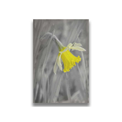 Daffodil Comes Out by Hal Halli. Giclee Gallery Wrapped Canvas, image size