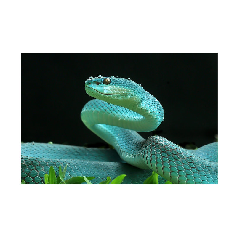 Art sur toile, Yan Hidayat The Viper, H 12 po x l 19 po
