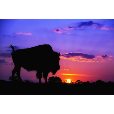 " Buffalo Silhouette At Sunrise "