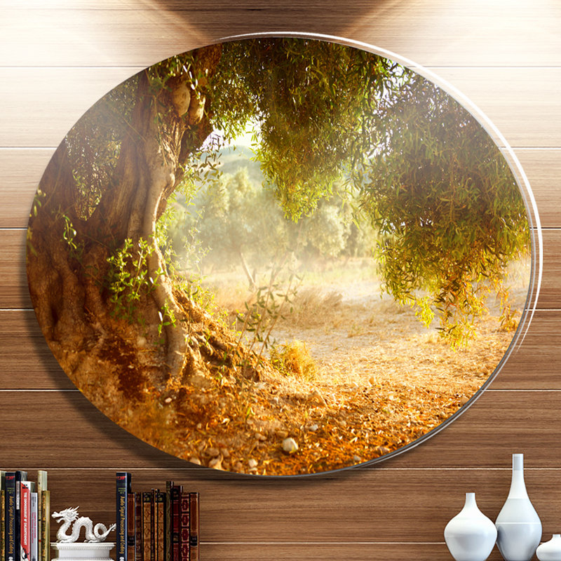 «Beautiful Old Olive Tree», reproduction de photo sur métal, H 23 po x l 23 po