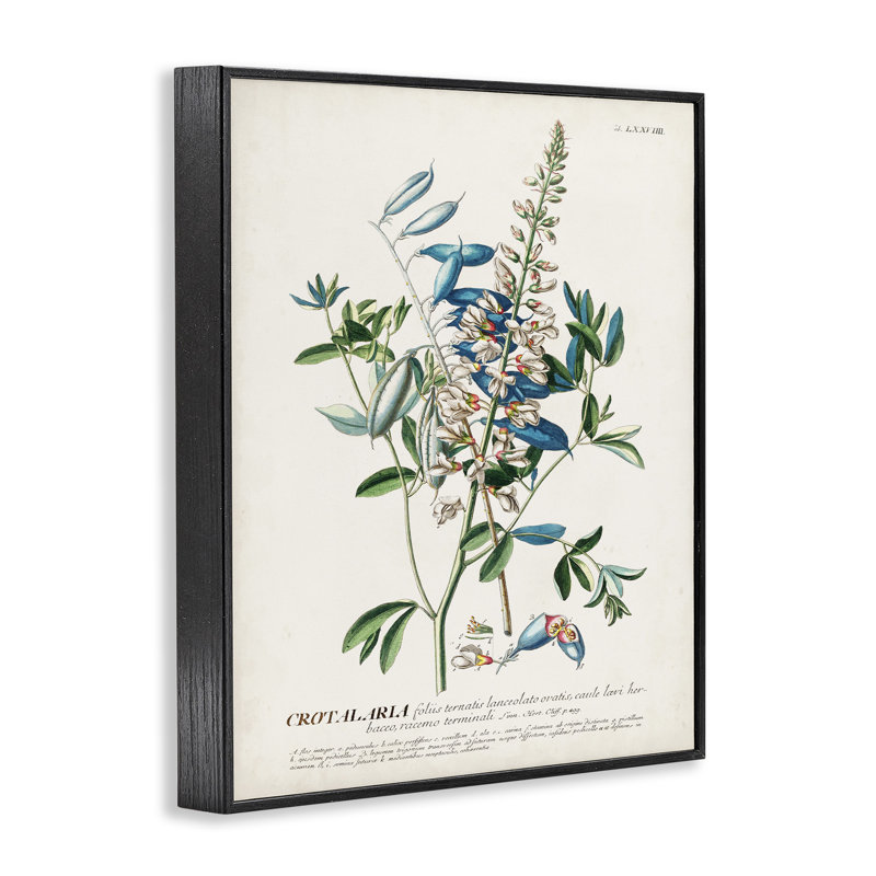 «Botanical Plant Illustration Flowers and Leaves Vintage», impression, Giclée encadrée noir minuit