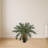 Cycas Artificial Tree