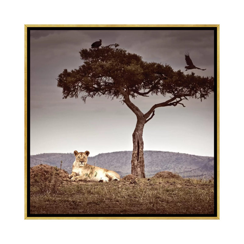 « Observance I » par Klaus Tiedge-reproduction de photo, H 37 po x l 37 po x P 1,5 po, Toile encadrée d'or, Pas de tapis