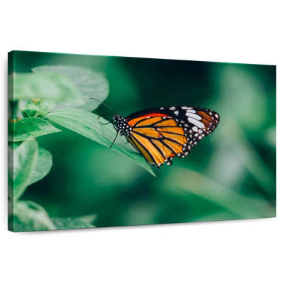 Brampt papillon orange