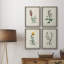 Traditional Botanical I - Ensemble de 4 reproductions de cadres photo sur toile-32851617-32851616