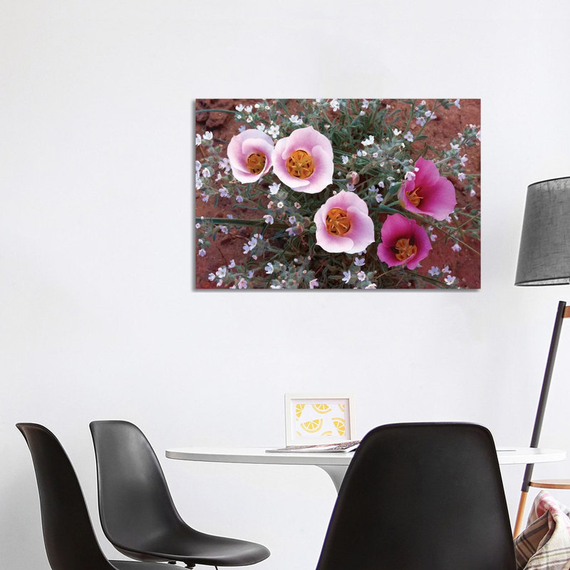 Sego Lily Group, State Flower Of Utah With Bulbous Edible Root by Tim Fitzharris - Wrapped Canvas Print
