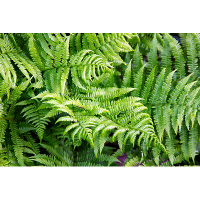 " Bracken Fern " by Troyka
