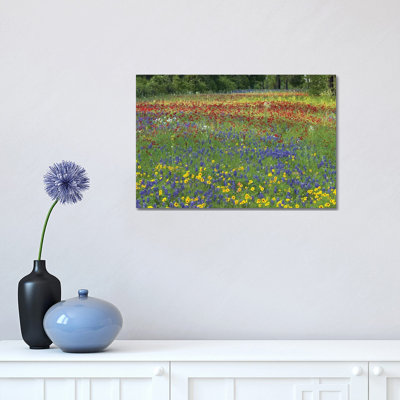 Annual Coreopsis Texas Bluebonnet, Fort Parker State Park, Texas And Drummond's Phlox by Tim Fitzharris - Wrapped Canvas Print