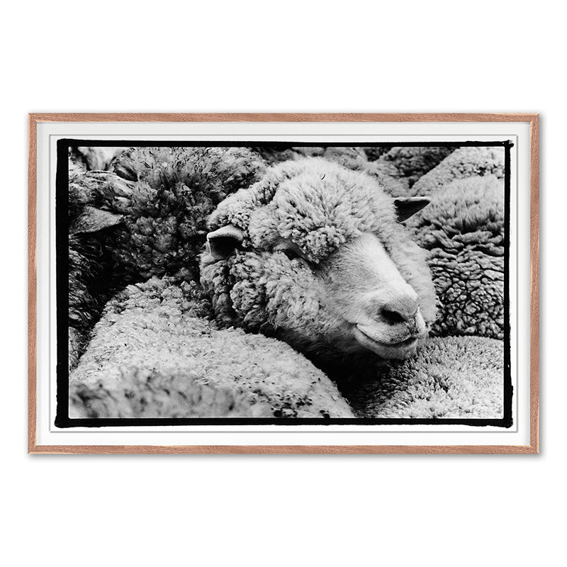 A Fleece In The Crowd Print by Raab, Amy, Walnut Single Picture Framed, 30" H x 45" W x 1.5" D