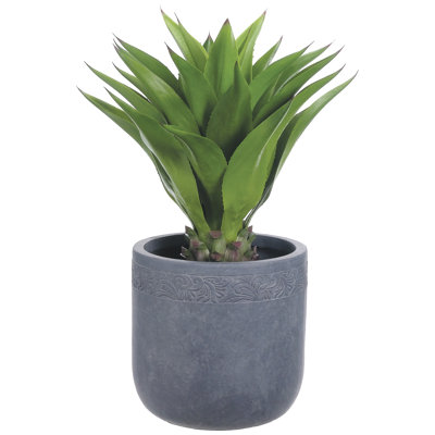 Agave plante en pot à feuillage atténuéa