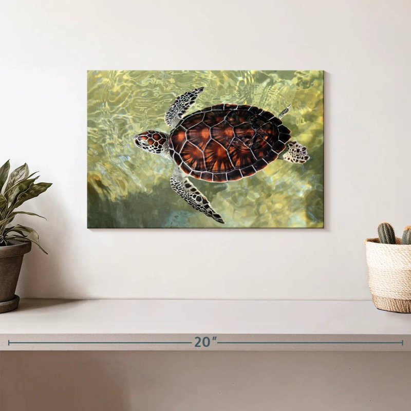 Cayman Turtle, 8" H x 12" W