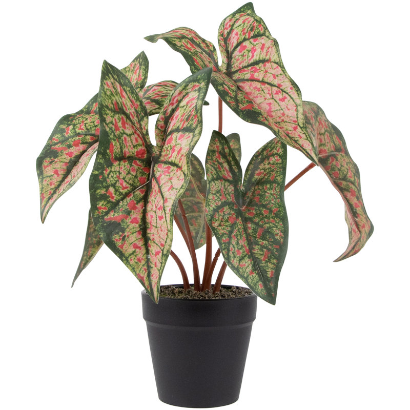8 plantes