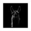 « llama », impression sur toile-29172289-72803162-72803164