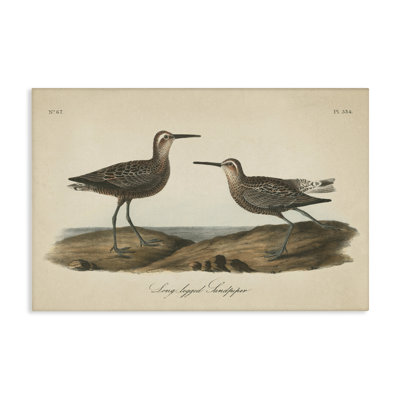 «Long Legged Sandpiper», art mural sur toile par Wild Apple Portfolio