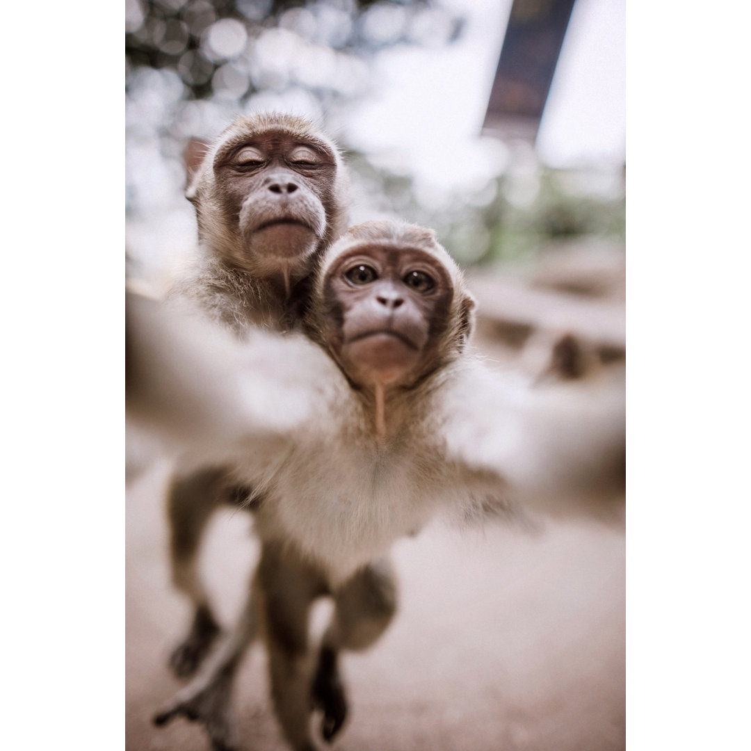 Cute Monkeys Taking Selfie by Pekic - Drucken