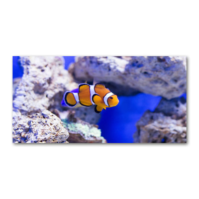 Clown Fish - Wrapped Canvas Print
