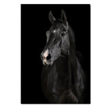 Black Horse Face Print