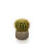 Faux Cactus Succulent in Clay Pot