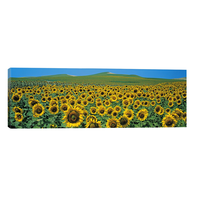 Sunflower Field Andalucia Spain - Wrapped Canvas Panoramic Print, 30.48 cm H x 91.44 cm W x 1.91 cm D