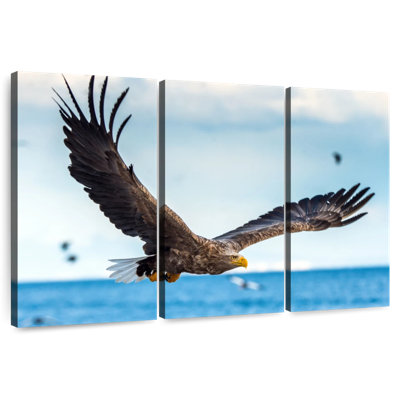 Aigle Brampt en vol
