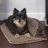 Pet Blanket-38627401-38627404
