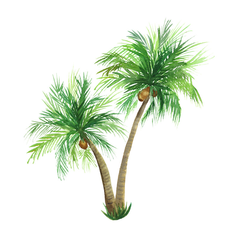 Coconut Palm Tree 1 Piece Wrapped Canvas Wall Art, 122cm H x 122cm W x 3.8cm D
